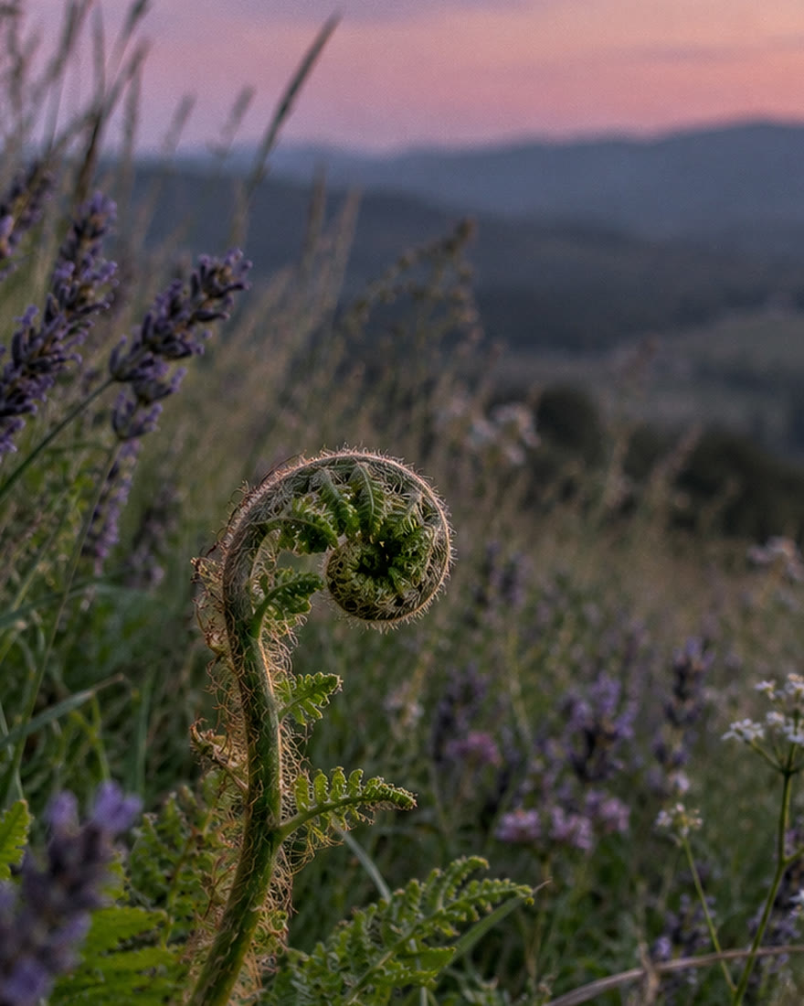 A young fern unfurling in a spiral among lavender at sunset