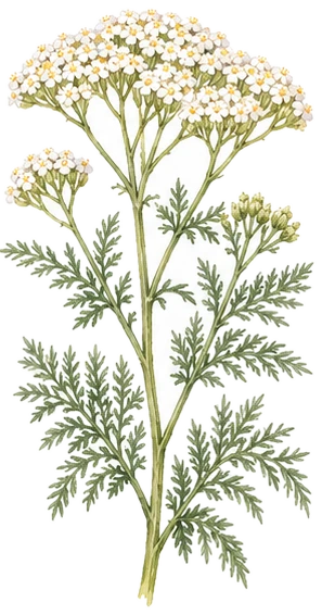 Yarrow